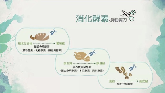 消化酵素是營養素的剪刀.jpg - 2022年USANA消化酵素