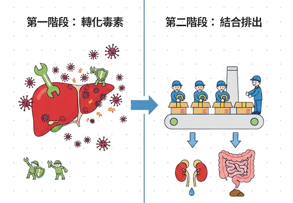 肝臟就像是身體裡 24 小時運行的「全自動廢棄物處理工廠」,面對像蘇丹紅這種難搞的脂溶性毒素,它必須經過兩道關鍵工法才能完成清運